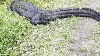 Cyclist Has a Close Encounter with Alligators