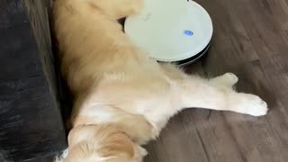 Robot Vacuum Can't Interrupt Much Need Nap
