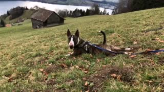 Adorable Bull Terrier humorously crawls on his belly