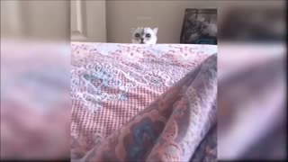 Kitten fighting in bed