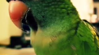Bird Debates Fixing Feather