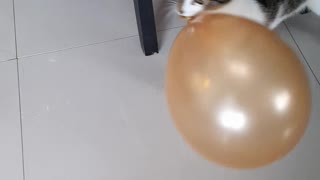 Adorable Cat Playing With A Balloon