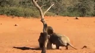 a fight between lions