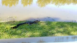 Lazy Alligator won't move