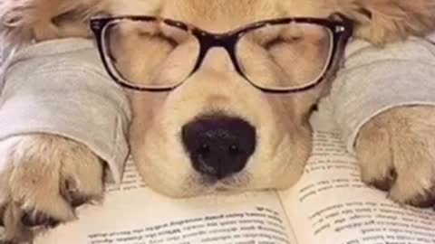 The cute dogs they read a book