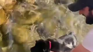 Puppy water