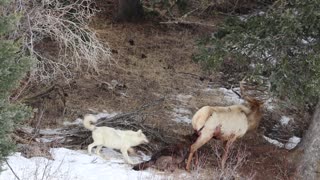 Wolves Hunt an Elk in Yellowstone