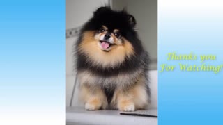 Funny Animals Compilation and Reactions #16