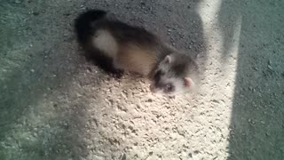 My little mongoose friend