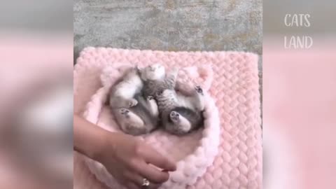 3 seconds and little kittens are already sleeping LIFEHACK