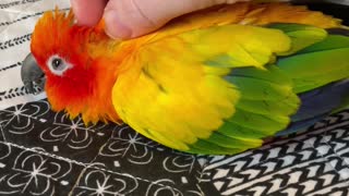 Parrot falling asleep getting scratches
