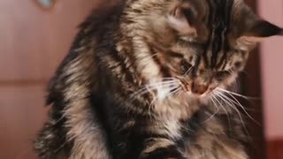 Watch this talented kitty cats treats with its paws