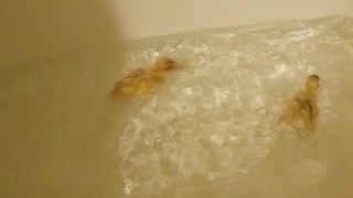 Duckling Bathtime Zoomies!