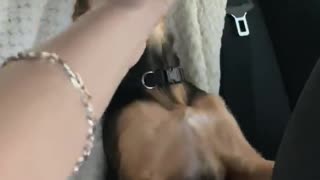 Puppy Goes Crazy with Pupcup