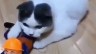 Cat playing with war doll!