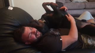 Rottweiler Purrs And Gives Kisses During Cuddling Time With Owner
