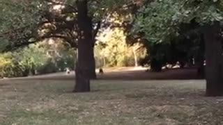Crazy dog jumps like a kangaroo