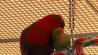 Parrots of different species have become best friends