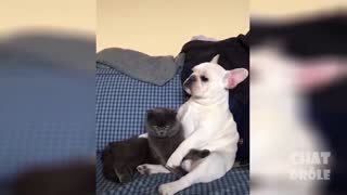 Compilation of Adorable Cute Cats and Kittens