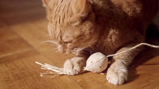 CUTE CAT PLAYING WITH A TOY
