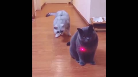 curious kitty attacks red dot