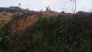Excavator Digs up Anaconda