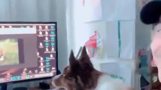 Dog recognizes old video of deceased best friend