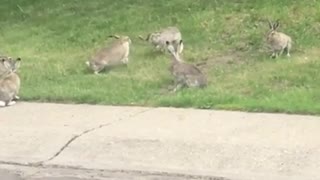 Bunny rabbit 'fight club' captured on neighbor's front lawn