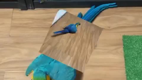 Moonwalking Macaw