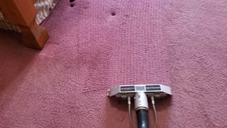 Pink Dirty Carpet Cleaning