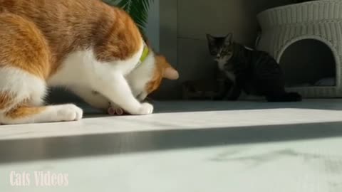 A Cat Trying To Catch A Toy Rat