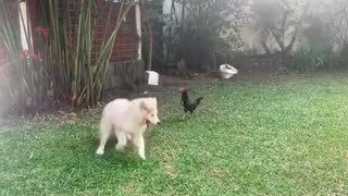 Super fun playtime between dog and chicken best friends