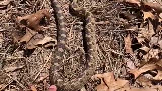 Cute Hognose Snake Playing Dead