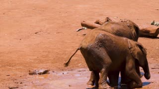 Watch how these elephants play with mud