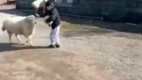Sheep likes to play with little kid