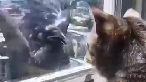 funny cat and bird video