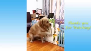 Cats and Dogs Funny Compilation with Owners