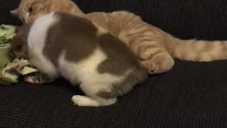 Cute Puppy Plays With Cat