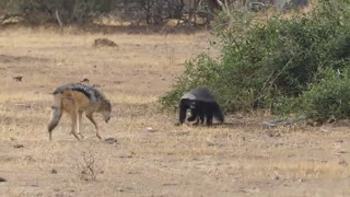 Amazing Jackal Save Honey Badger From Python Swallowing Leopard Crocodile Hyenas Hunt Fail
