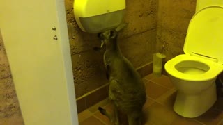 Kangaroo Joins in on the Toilet Paper Panic