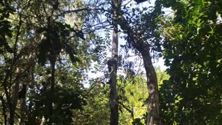 Butterfly Forest in Slow Motion