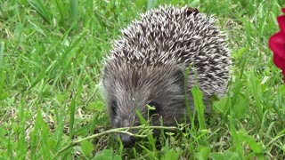 Have you ever seen a hedgehog with this beauty ?