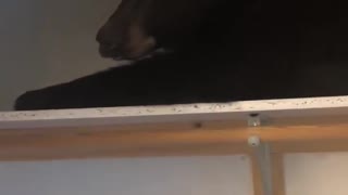 Family wakes up to find wild bear sleeping in their closet