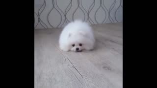 White Pomeranian Puppy Ball 2