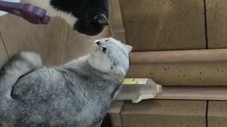 cats falling into a fight.
