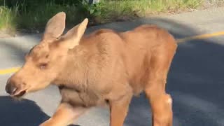 Moose and Calves Trot by Truck