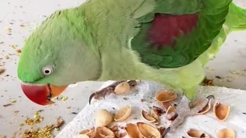 Mischievous Parrot