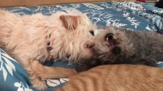 Frolicking Dogs Won't Let the Cat Sleep