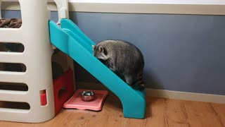 Raccoon wants to climb up the slide backwards