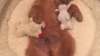 Puppy Enjoys Bedtime With His Favorite Toy